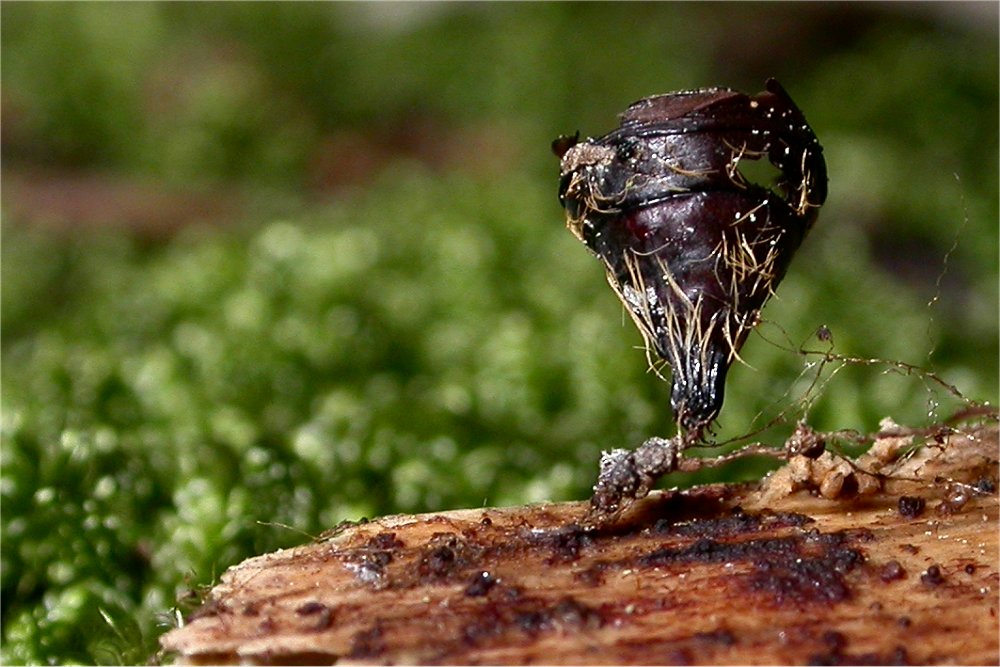 Con e senza flash...